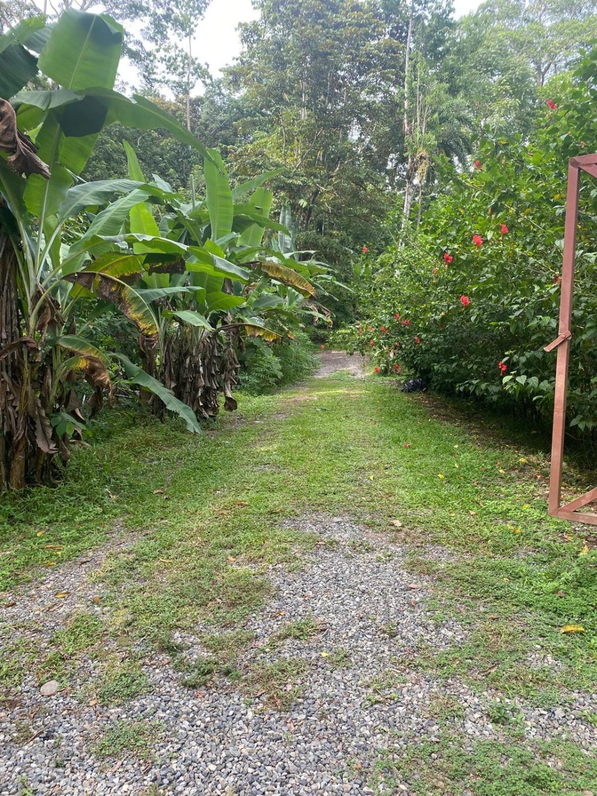 コクレス Caribbean Retreatsヴィラ エクステリア 写真